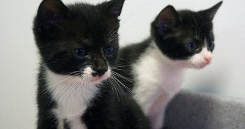 Black and White Cat and her kittens saved by kind-hearted local resident