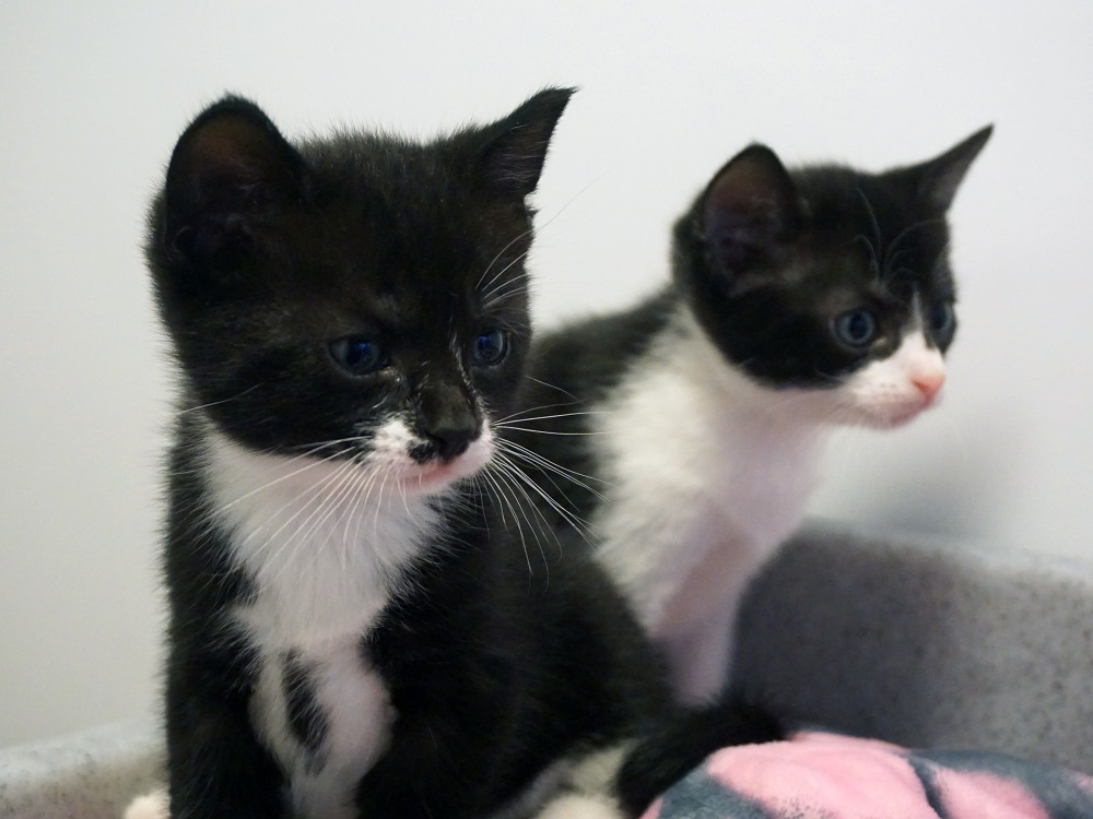 white cat and black cat kittens