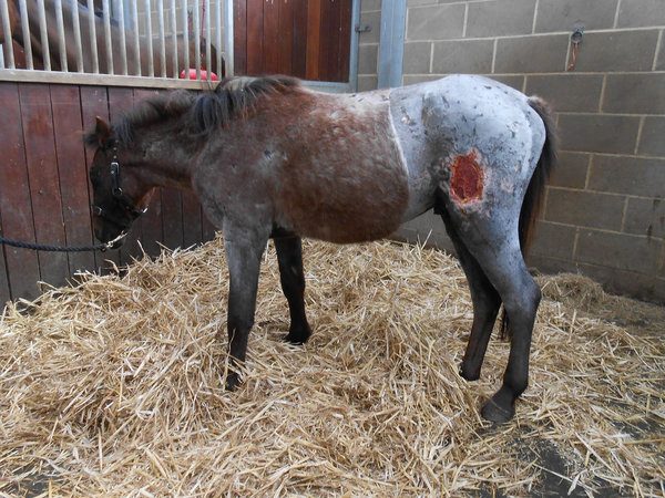 Abandoned Pony with Horrific Mystery Wounds Makes Amazing Recovery!