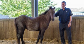 Abandoned Pony with Horrific Mystery Wounds Makes Amazing Recovery!