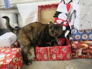 Animal Charity Shoebox Appeal Brings Christmas Cheer to All, Including the Chickens!