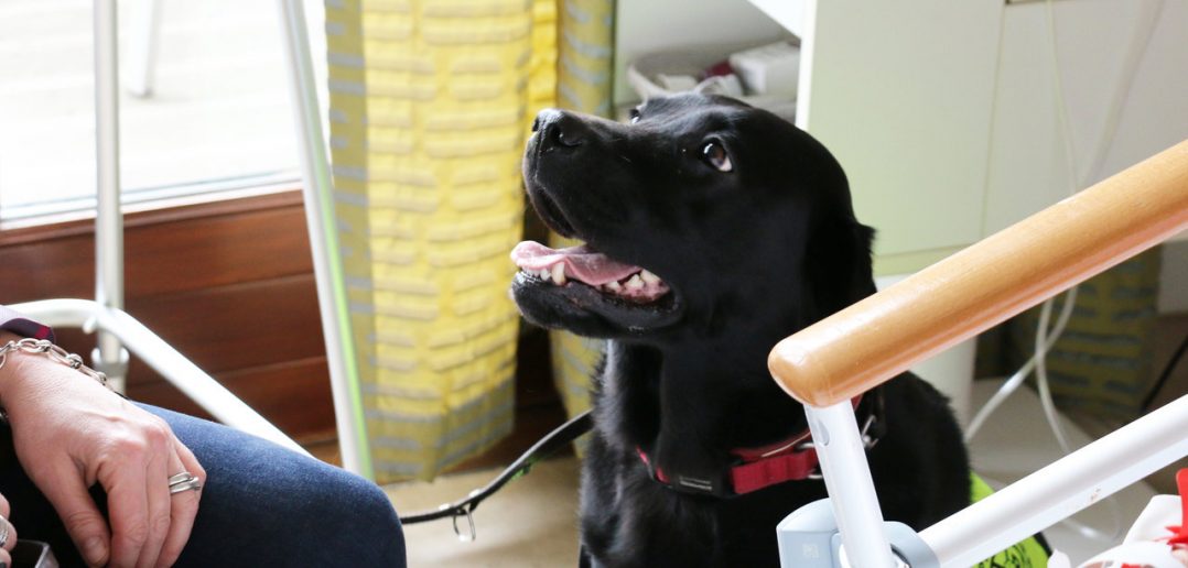 Pet Therapy Dogs Welcomed By Patients at Royal Trinity Hospice
