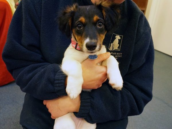 Three-Month-Old Puppy Dumped After Couple Break Up