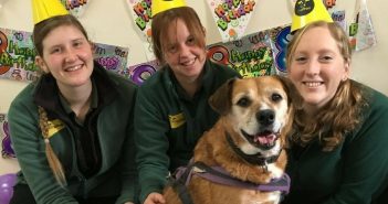 Dogs Trust Throw Special Birthday Party for Molly, Whose Forever Home is the Rehoming Centre
