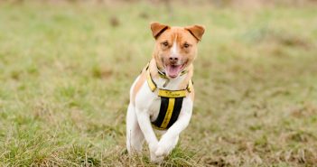 A paw-fect start to 2017 for Jack Russell Terrier Cross Paddy