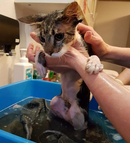 Young Cat Dumped Starving and Covered in Oil Finally Finds Happiness