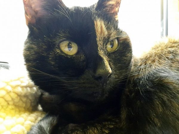 Elderly Cat Finds Purrrfect Home After a Long 21 Month Wait