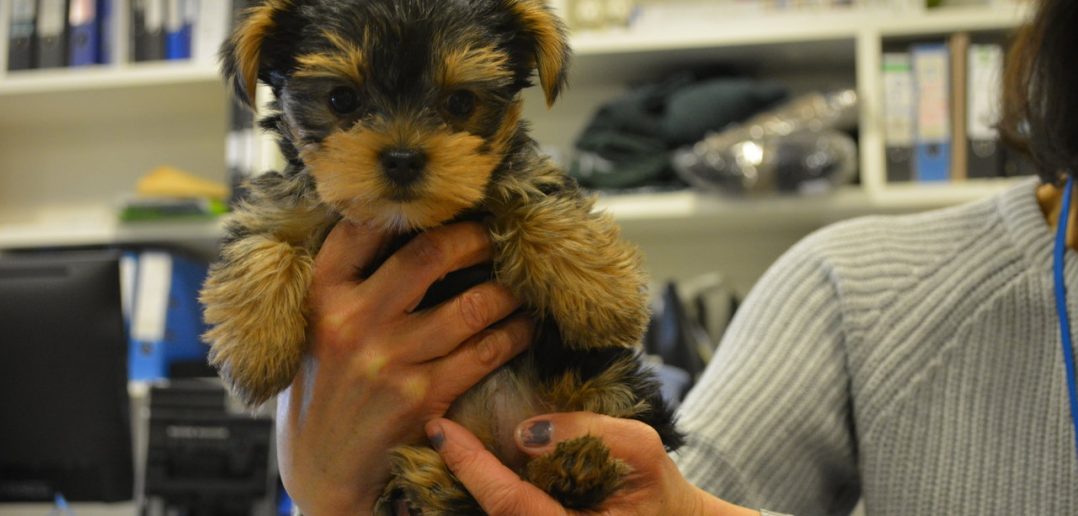 Blind puppy escapes death sentence for a second chance at Battersea
