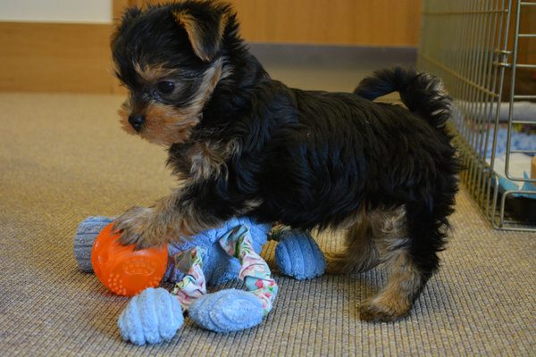 Blind puppy escapes death sentence for a second chance at Battersea