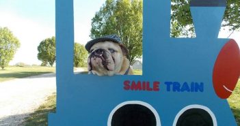 English Bulldog Stanley Shows the World Being Different is OK