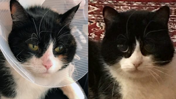 Lost Cat Reunited with Owners after Nine Months – On Owners’ Birthday!