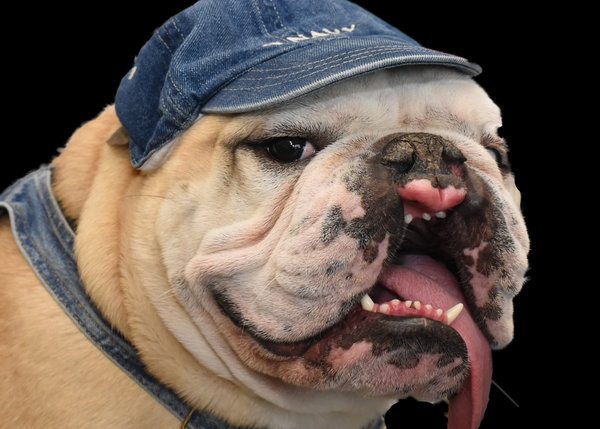 English Bulldog Stanley Shows the World That Being Different is OK