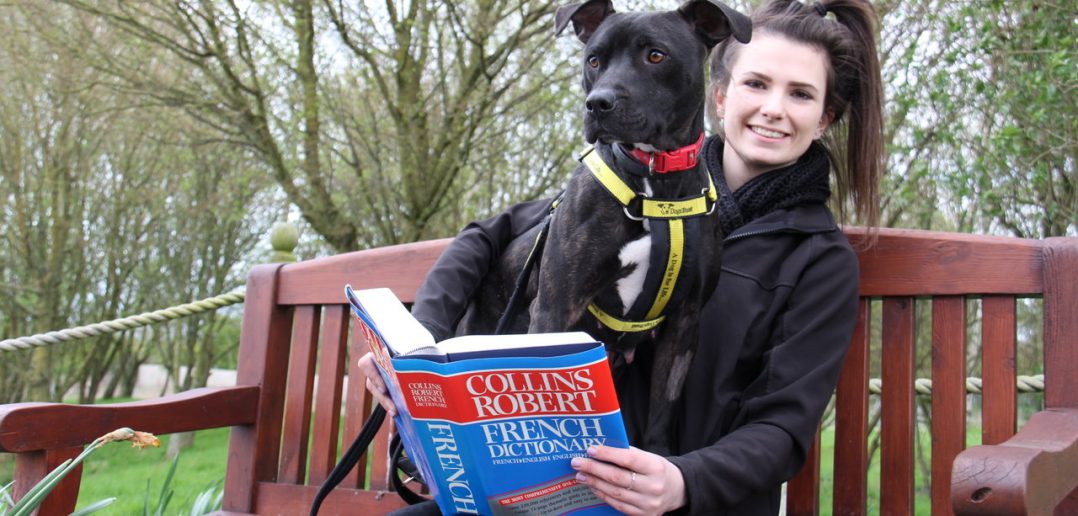 Dogs Learns French at English Rehoming Centre to Prepare for her New Life