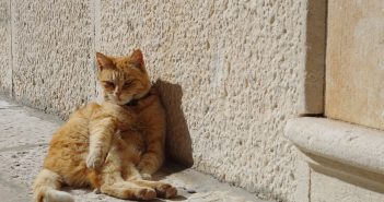 Protect Your Cat in the Warmer Weather - They Can Get Skin Cancer Too