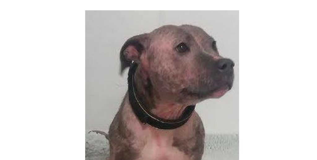 Happy Ending For Dog With Skin So Neglected She Looked Like a Pig