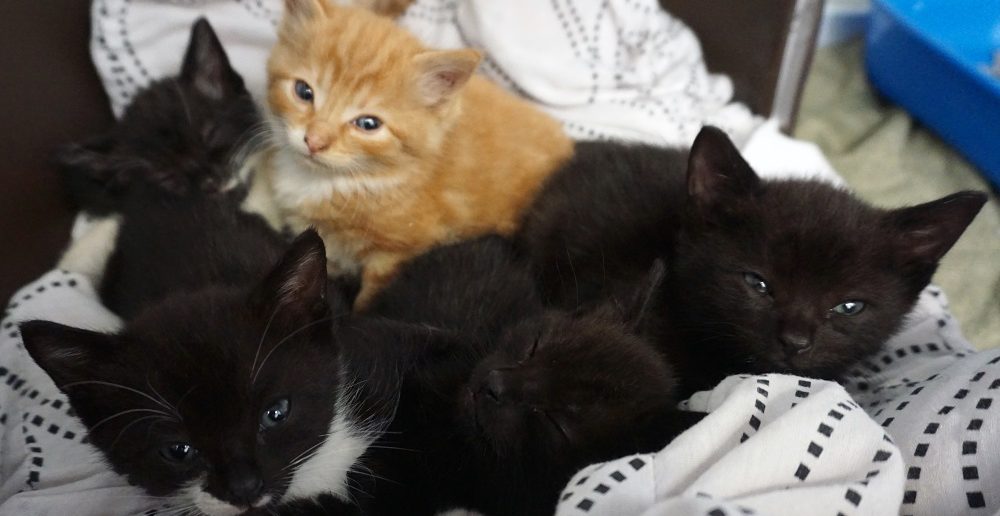 Two Rescue Cat Mums Raise Their Eight Kittens Together