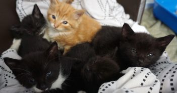 Two Rescue Cat Mums Raise Their Eight Kittens Together