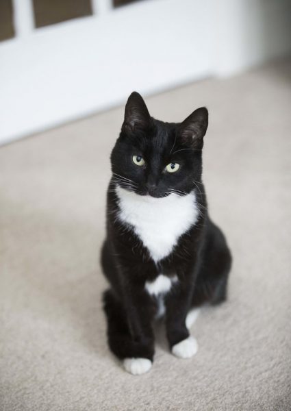 Black and White Cat Rewarded for Incredible Support She Gave Young Owner with Bone Cancer