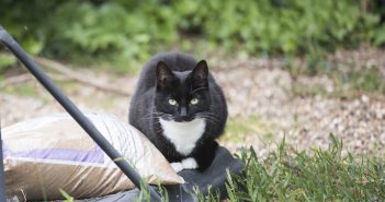 Black and White Cat Rewarded for Incredible Support She Gave Young Owner with Bone Cancer