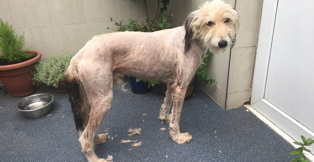 Public Help Lead a Terrified, Abandoned Dog to His Perfect Home