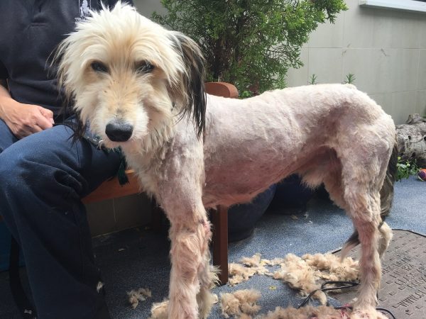 Public Help Lead a Terrified, Abandoned Dog to His Perfect Home