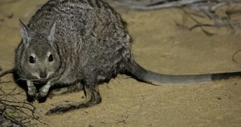 Historic return to mainland Australia for rare kangaroo species