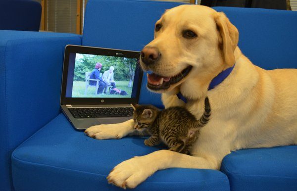 Feeling paw-ternal: Barney the Labrador adopts Battersea kitten