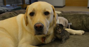 Feeling paw-ternal: Barney the Labrador adopts Battersea kitten