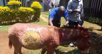 Charity Intervenes After Owner Paints His Donkey in Support of Kenyan President