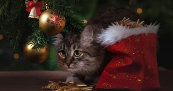 Cat Café Brings Christmas Cheer to Local Elderly Residents
