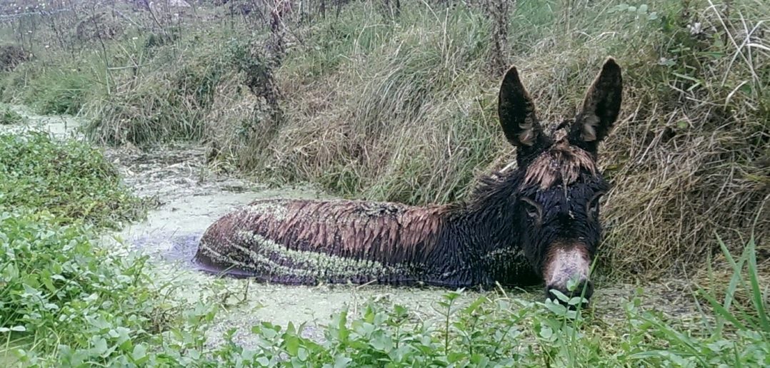 Roma the Donkey Rescued from Treacherous Bog