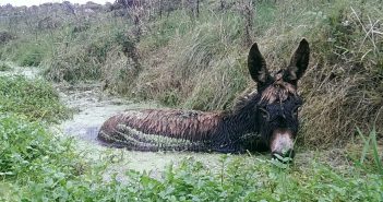 Roma the Donkey Rescued from Treacherous Bog