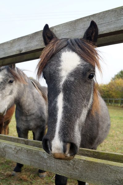 Charities Work Together During Horse Crisis to Help Those in Most Need