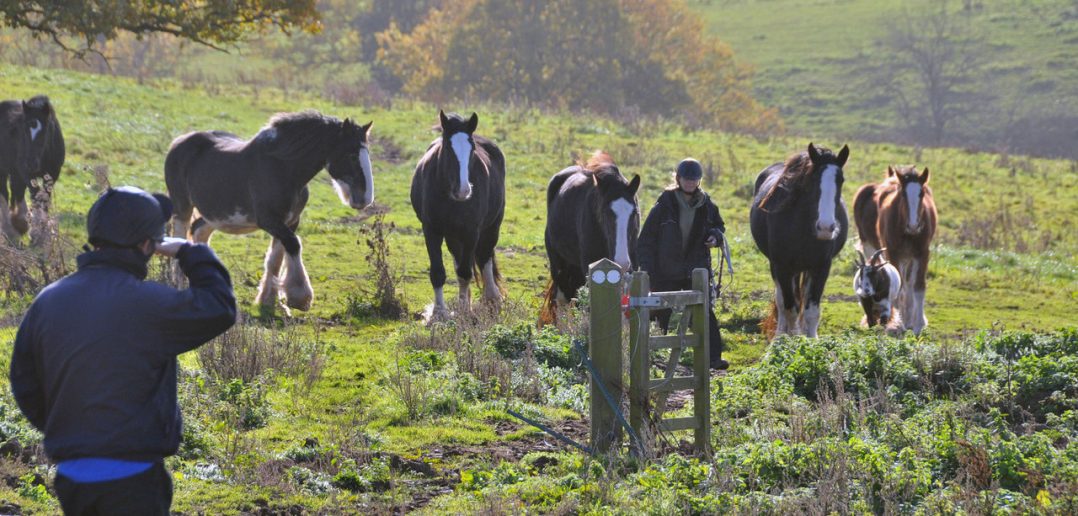 Charities Work Together During Horse Crisis to Help Those in Most Need
