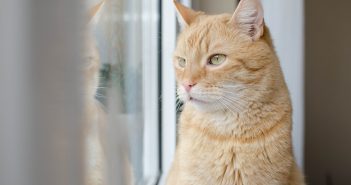Is Your Cat the UK’s Most Marvellous Moggy?