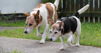 New home for the New Year for devoted elderly doggie duo sisters