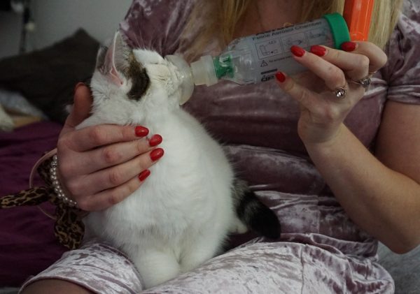 Rescue Cat with Feline Asthma Finds New Home