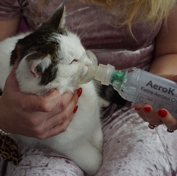 Rescue Cat with Feline Asthma Finds New Home
