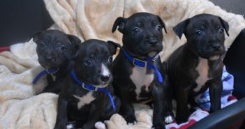 Dumped in a Box and Left to Die, Puppies Get a Second Chance Thanks to Good Samaritan