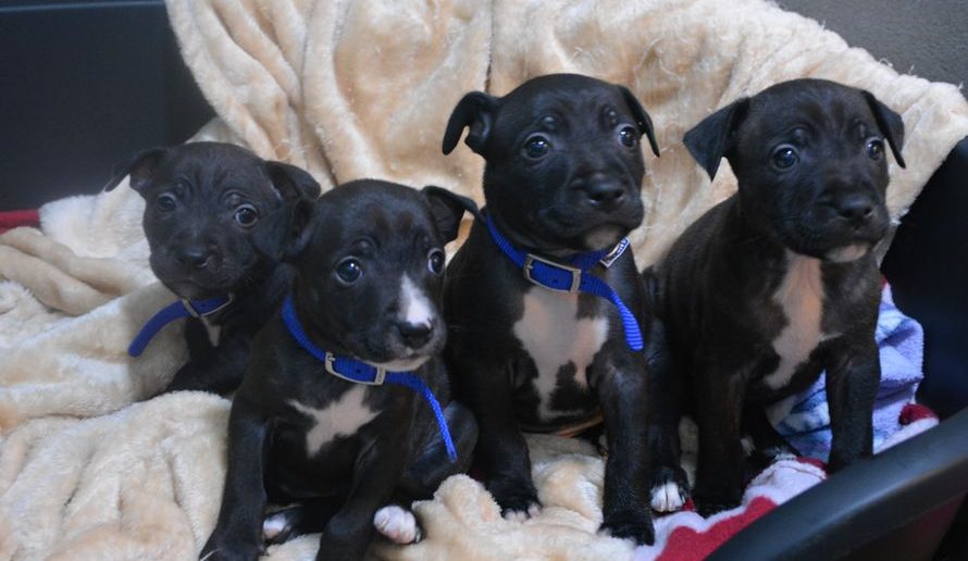 Dumped in a Box and Left to Die, Puppies Get a Second Chance Thanks to Good Samaritan