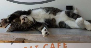 Cat Café Provides Training for People with Disabilities
