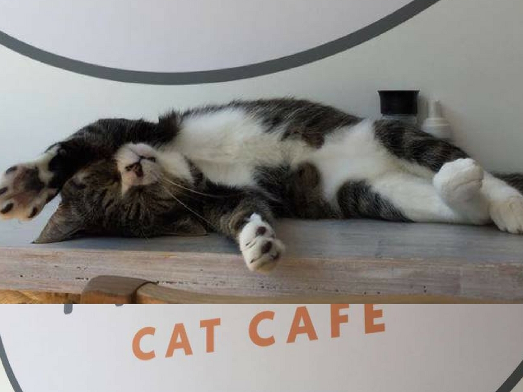  Cat  Caf  Provides Training for People with Disabilities 