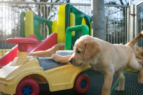 Meet Banjo, a Guide Dog Puppy Being Supported by Toyota GB