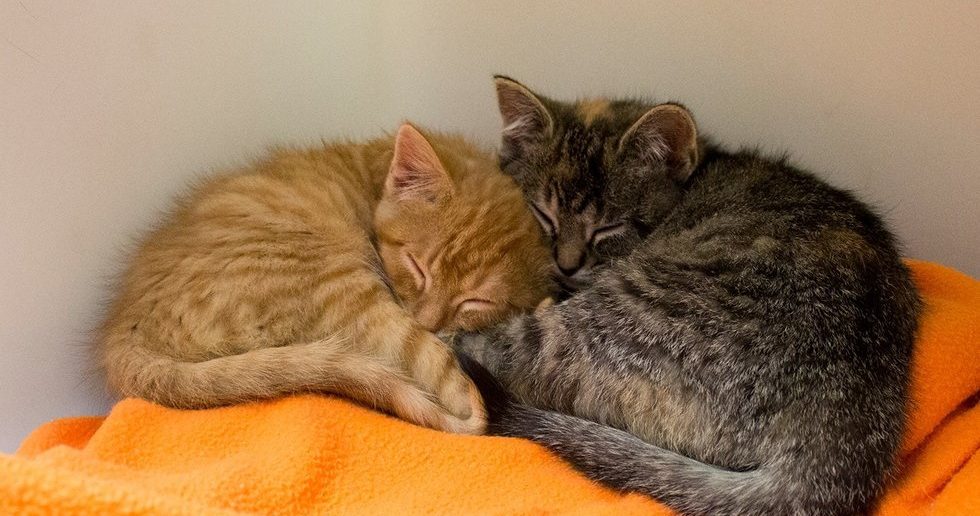 Adopted Kitten Cries All Night for His Sister, Who Then is Adopted by Same Family