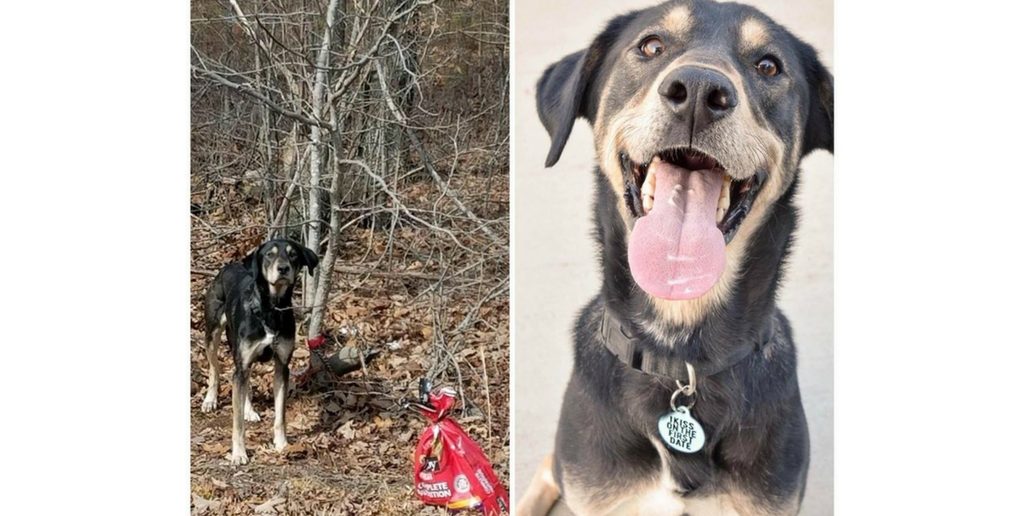 Dog Left Tied to Tree Finds Loving New Home