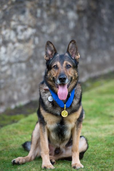 Police Dog Finn to be awarded animals’ George Cross for his life-saving devotion