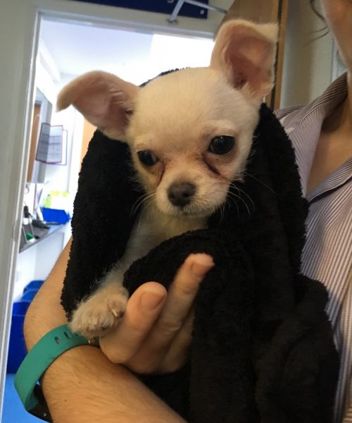 ‘Tiny’ Puppy Found Abandoned and Wrapped Up in a Towel in a Park