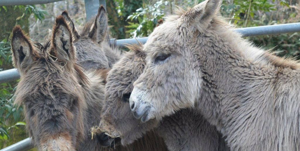 Donkey Foals Find Their Sanctuary After Being Taken into Care