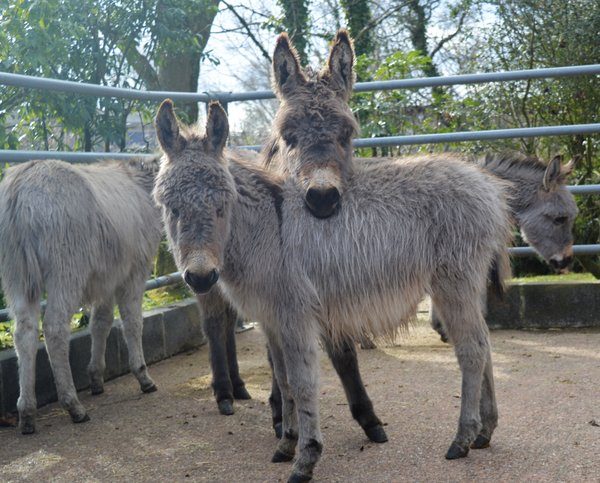 Donkey Foals Find Their Sanctuary After Being Taken into Care
