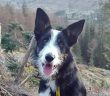 Dog Rescuer Comes to the Aid of Injured Hill Walker